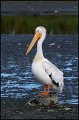 _0SB3317 american white pelican